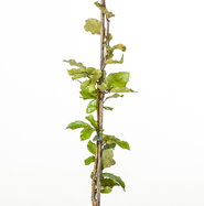 Blutbuche Swat Magret - Fagus sylvatica Swat Magret gnstig kaufen