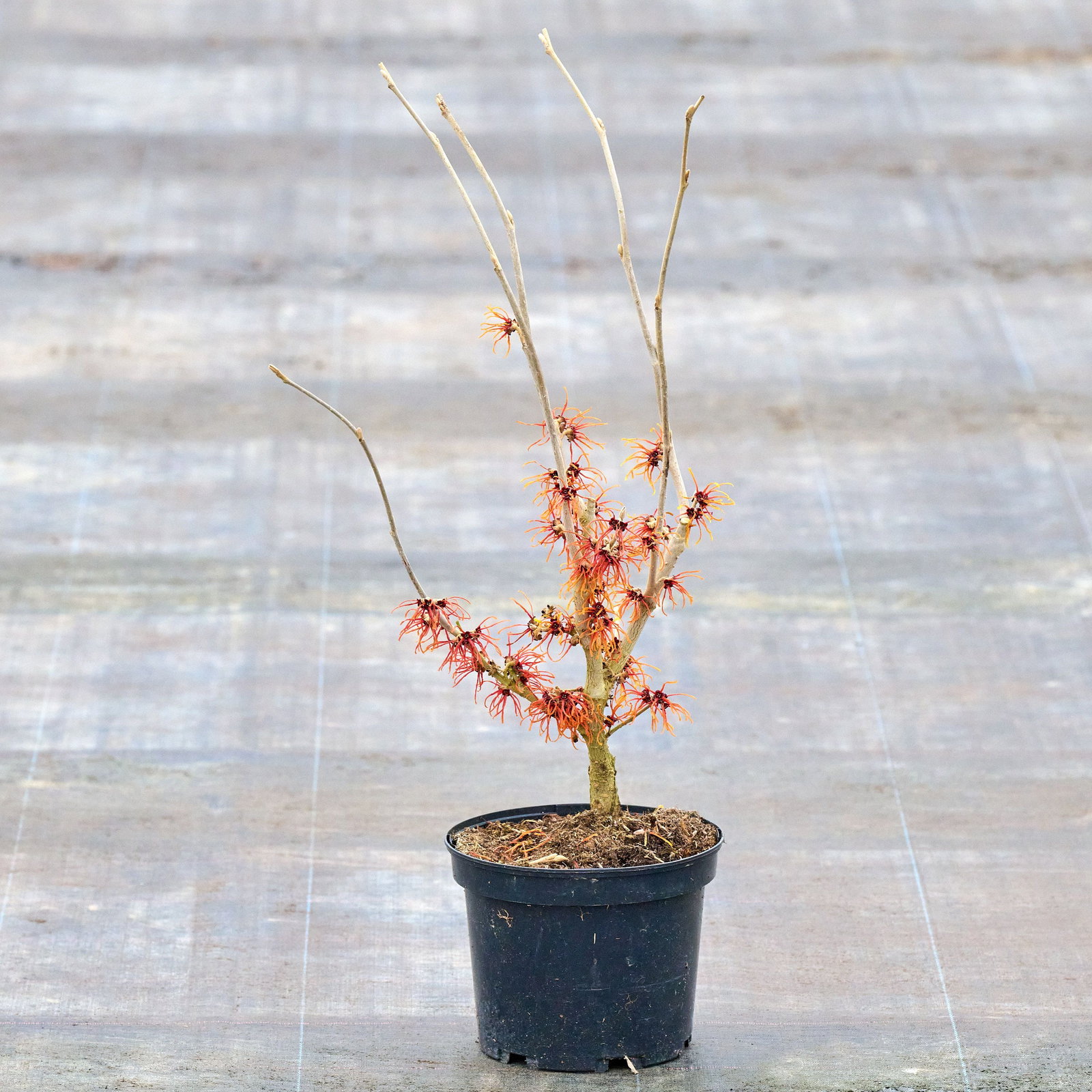 Zaubernuss Fr Garten Vorgarten Zaubernuss Jelena  Hamamelis Intermedia, Orange  Blten, Ca. 6080 Cm Hoch Im 5-Liter-Topf Hamamelis Intermedia Jelena  Winterblher Gartenstrauch