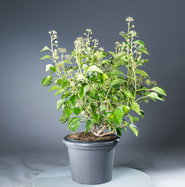 glücksfeder dunkler standort Zamioculcas Zamiifolia 'Raven' (Schwarze Glücksfeder) – Foliage Dreams main image 0