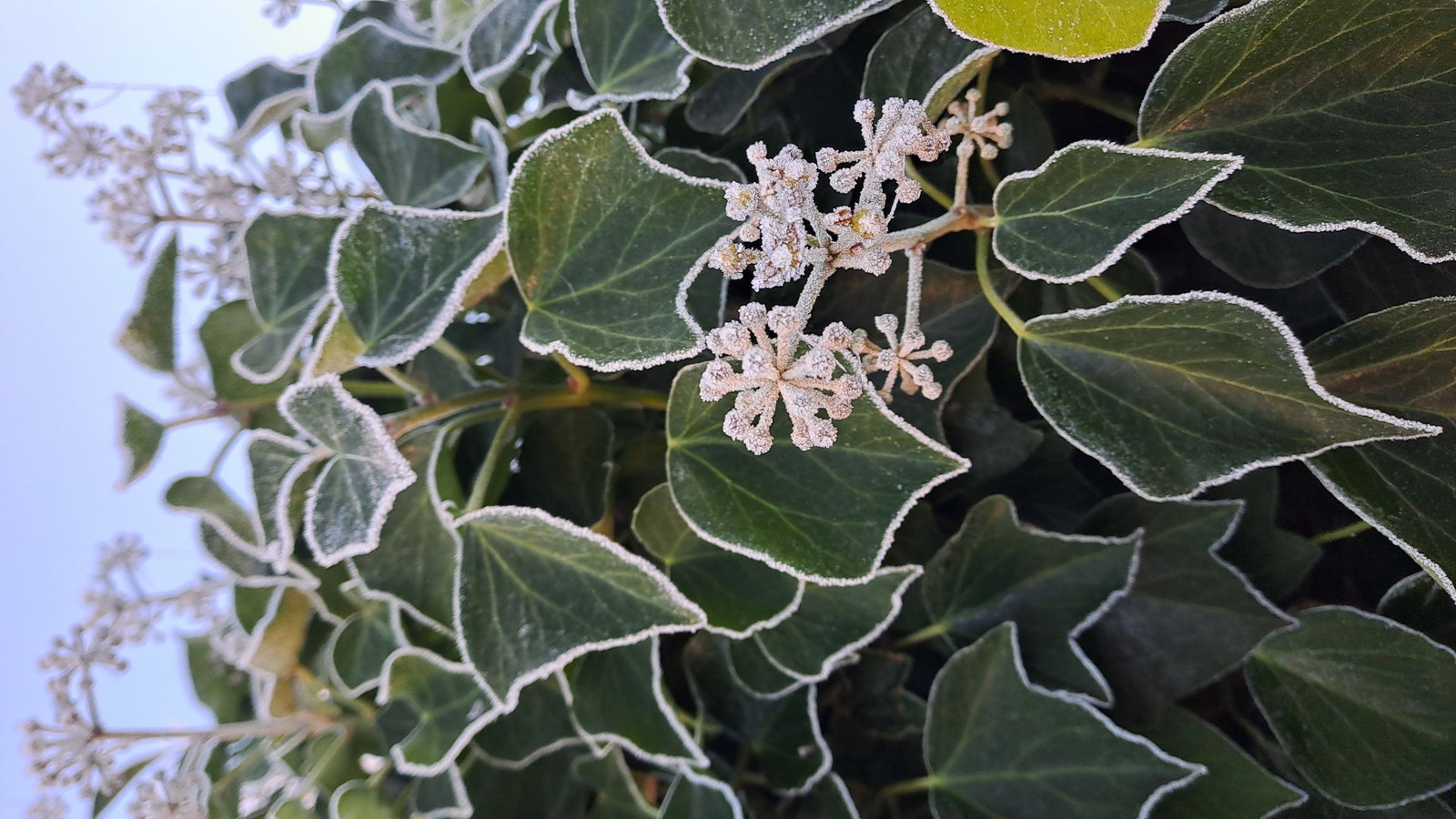 Strauch-Efeu Arborescens - Hedera helix Arborescens gnstig kaufen