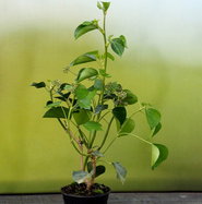 goldfruchtpalme bestellen Purgrün Goldfruchtpalme-Dünger 1 Liter main image 0
