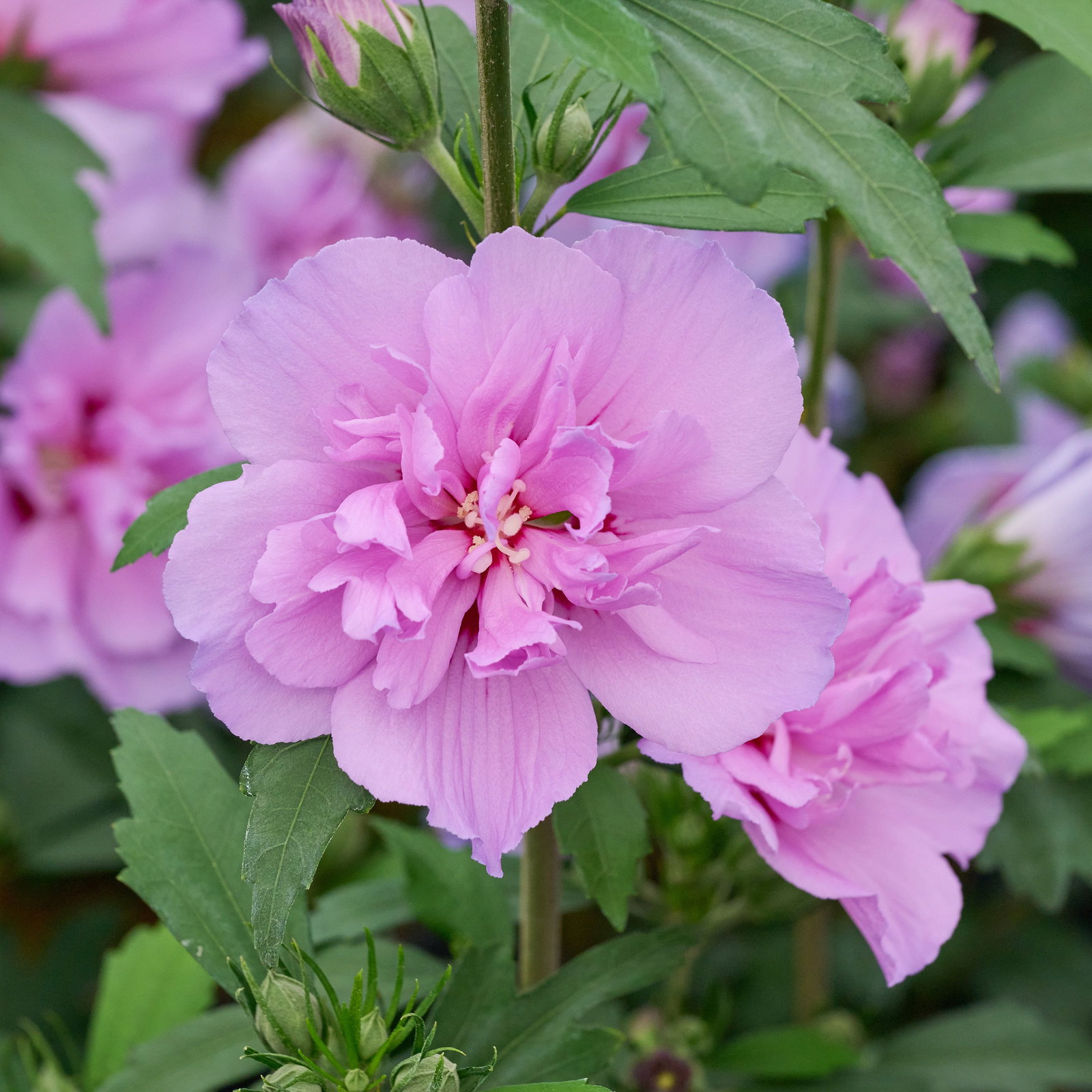 Garteneibisch Ardens - Hibiscus syriacus Ardens gnstig kaufen