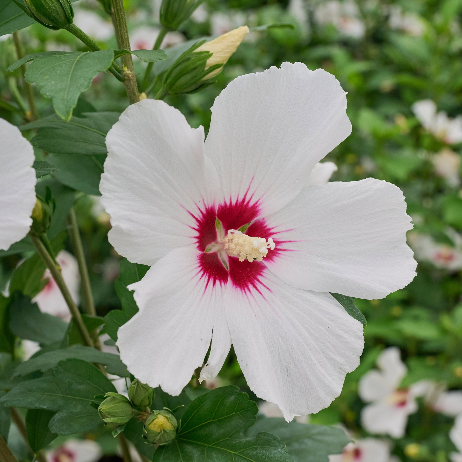 Garteneibisch Monstrosus - Hibiscus syriacus Monstrosus gnstig kaufen