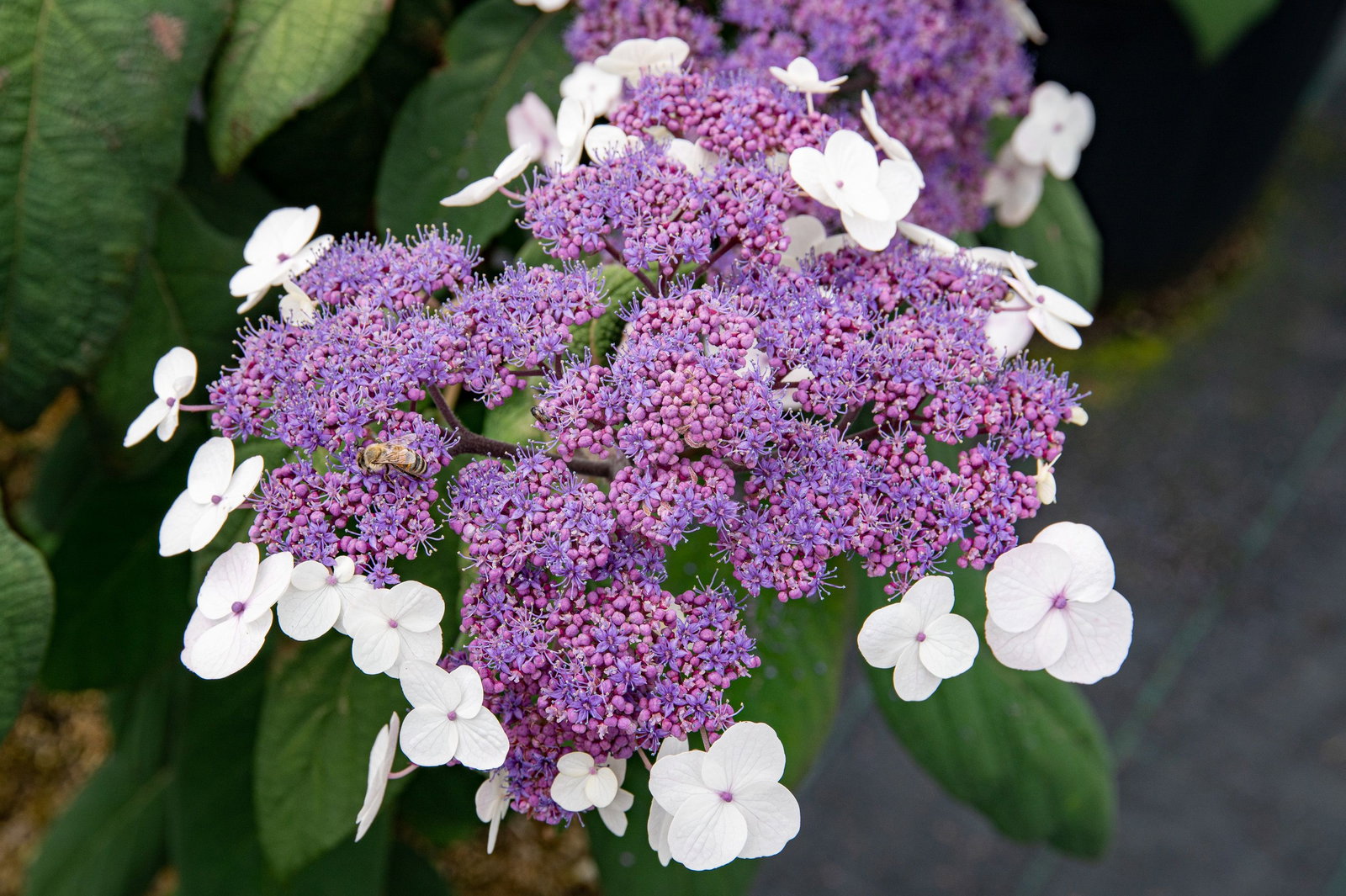 Samthortensie Macrophylla - Hydrangea aspera Macrophylla gnstig kaufen