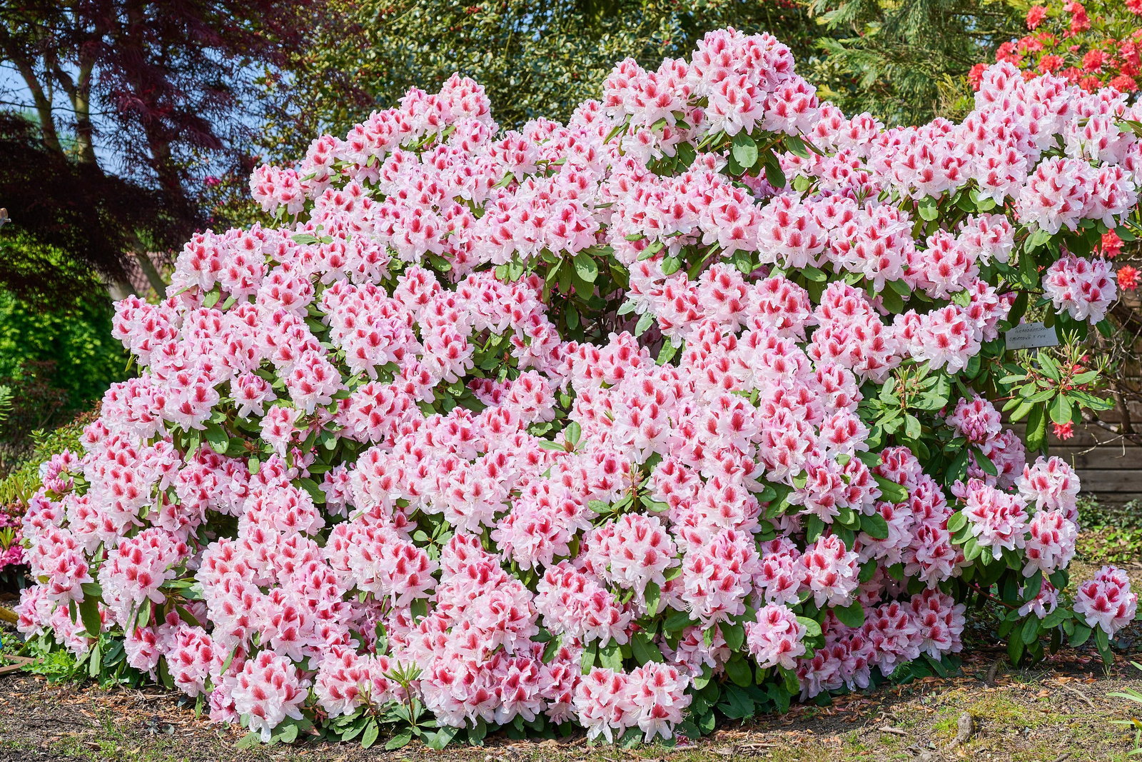 Rhododendron Hybride Belami - Rhododendron Hybride Belami gnstig kaufen