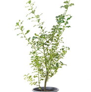 Gemeine Stechpalme - Ilex aquifolium gnstig kaufen