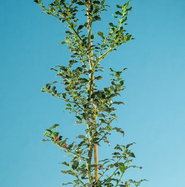 Alaska-Stechpalme - Ilex aquifolium Alaska gnstig kaufen