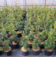 Alaska-Stechpalme - Ilex aquifolium Alaska gnstig kaufen
