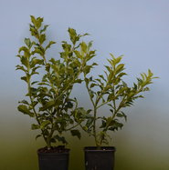 taxus baccata preisvergleich Taxus baccata
