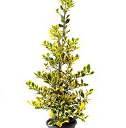 Gelbbunte Stechpalme Golden King - Ilex altaclerensis Golden King gnstig  kaufen