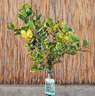Gelbbunte Stechpalme Golden King - Ilex altaclerensis Golden King gnstig  kaufen