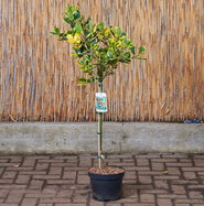 stephanotis floribunda kaufen Stephanotis Floribunda Plant 6