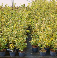 Gelbbunte Stechpalme Golden King - Ilex altaclerensis Golden King gnstig  kaufen