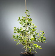 thuja cream Thuja Gel main image 1