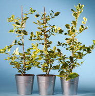 Gelbbunte Stechpalme Golden King - Ilex altaclerensis Golden King gnstig  kaufen