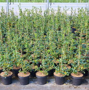 wie hoch wird eine thuja smaragd Thuja "Smaragd" (140-160 cm) als Ballenware