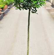 lebensbaum thuja occidentalis Lebensbaum Thuja occidentalis Smaragd 120-140 cm Hhe Ballenware