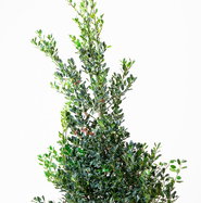 thuja smaragd 120-140 Lebensbaum Thuja occidentalis Smaragd 120-140 cm Höhe Ballenware main image 1