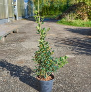 Ganzrandige Stechpalme J.C. van Tol - Ilex aquifolium J.C. van Tol gnstig  kaufen