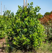 Ganzrandige Stechpalme J.C. van Tol - Ilex aquifolium J.C. van Tol gnstig  kaufen