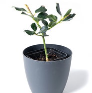 Ganzrandige Stechpalme J.C. van Tol - Ilex aquifolium J.C. van Tol gnstig  kaufen