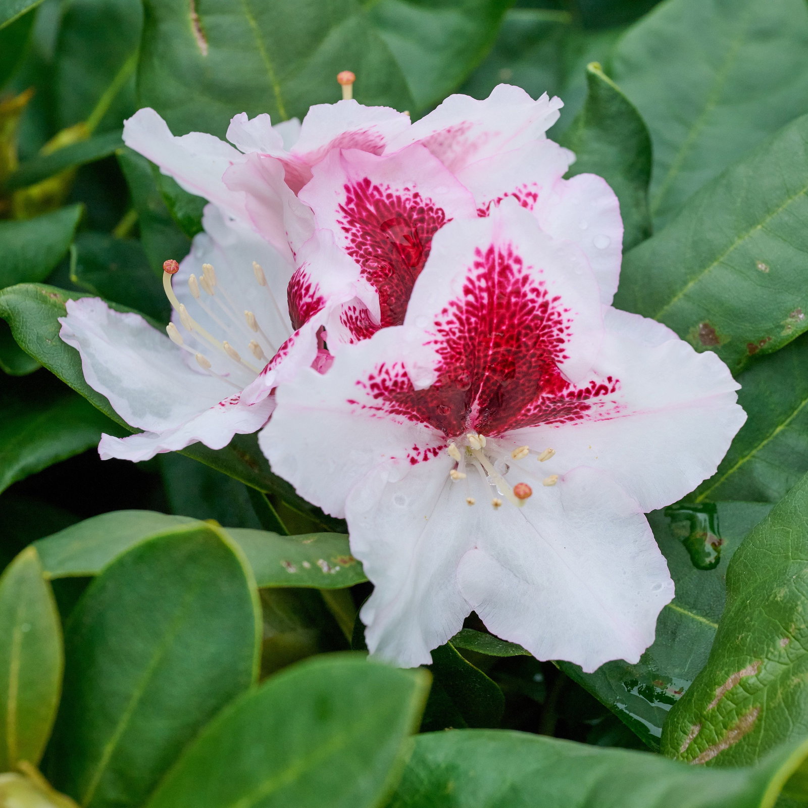 Rhododendron Herbstgru - Rhododendron Hybride Herbstgru gnstig kaufen