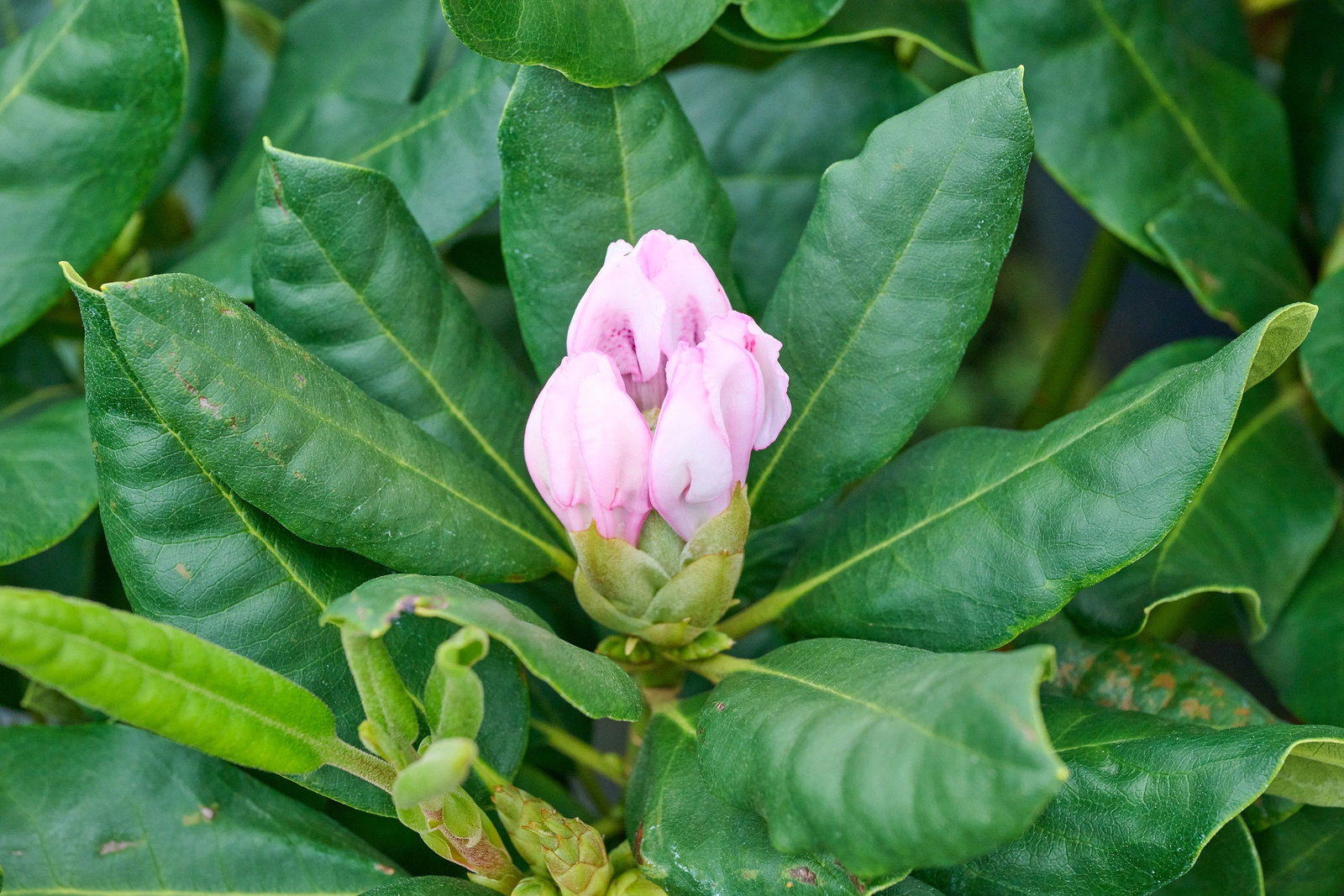 Rhododendron Herbstgru - Rhododendron Hybride Herbstgru gnstig kaufen