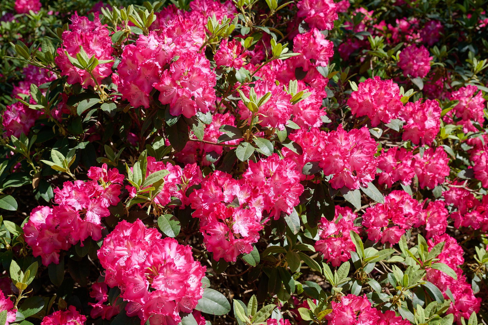 rhododendron und rosen zusammen pflanzen Rhododendron 'Wine and Roses' Rosa kaufen