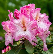 Rhododendron Ulrike Jost - Rhododendron Hybride Ulrike Jost gnstig kaufen