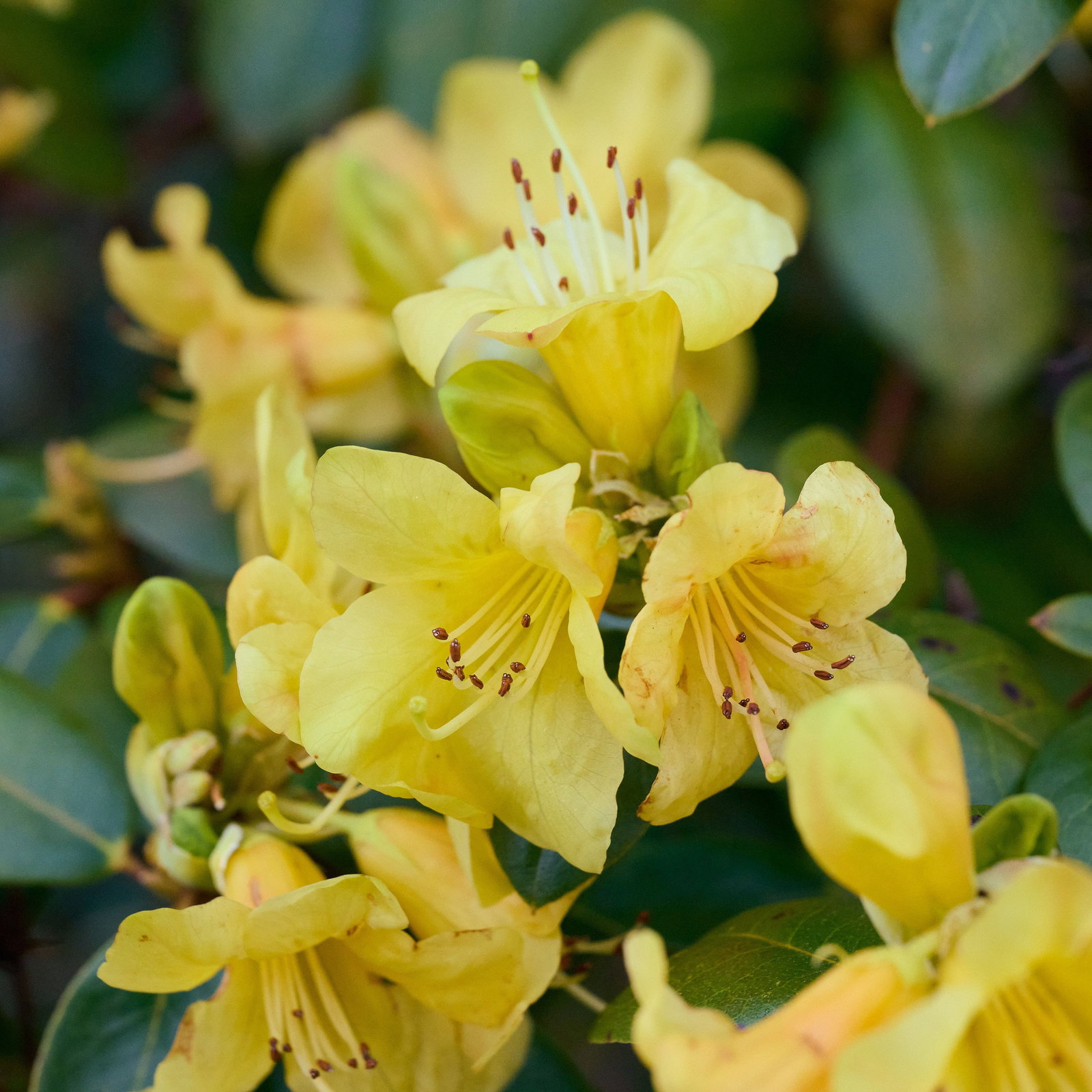 rhododendron tulipifera Tallulah Sunrise Azalea