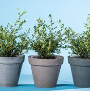 Niedrige Berg-Stechpalme Stokes - Ilex crenata Stokes gnstig kaufen