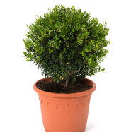 Niedrige Berg-Stechpalme Stokes - Ilex crenata Stokes gnstig kaufen