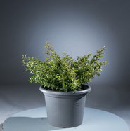 snake plant latin name 6 Inch Snake Plant Sansevieria Laurentii - Live Air Purifying Houseplant main image 0
