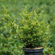 Niedrige Berg-Stechpalme Stokes - Ilex crenata Stokes gnstig kaufen