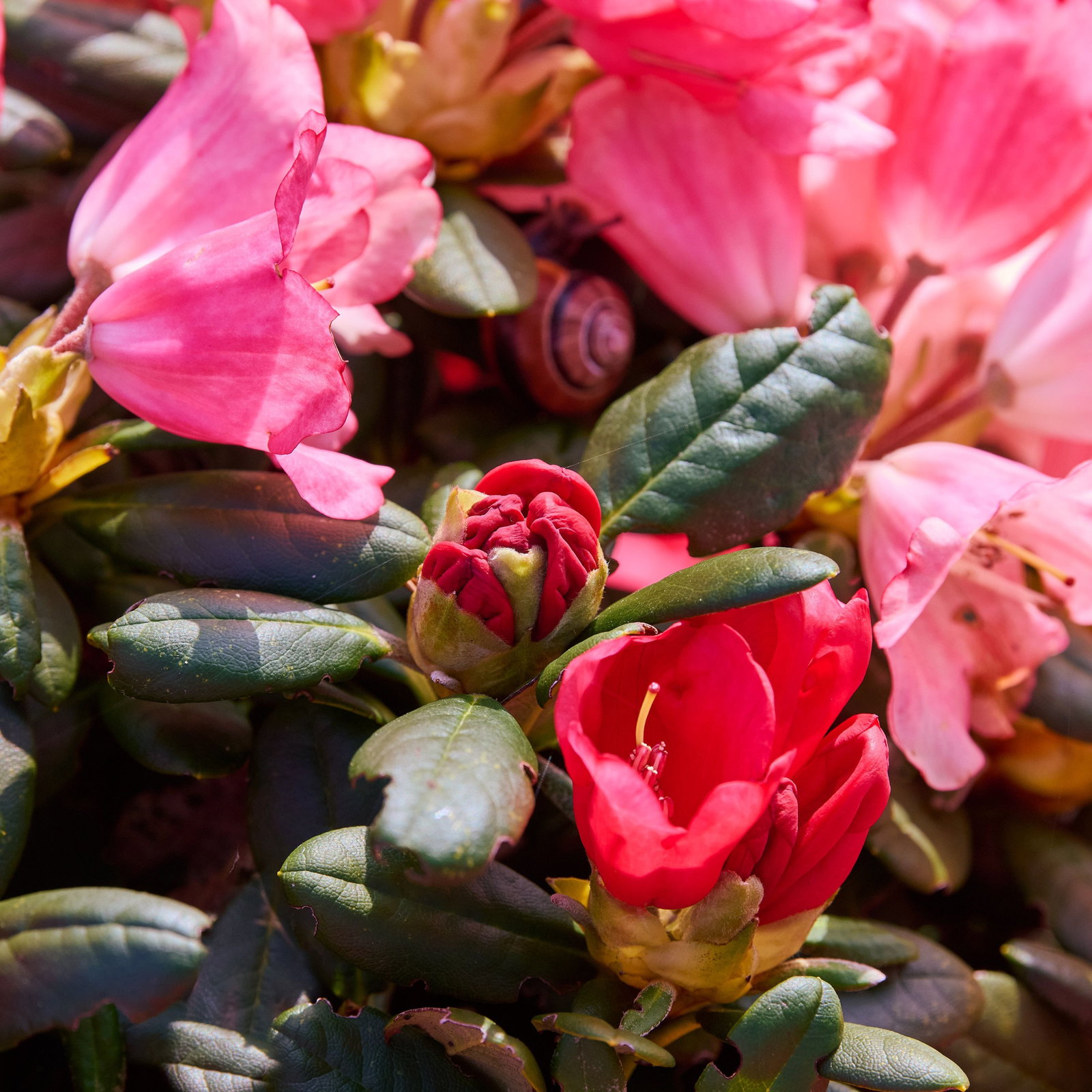 Rhododendron Topsi - Rhododendron forrestii Topsi gnstig kaufen