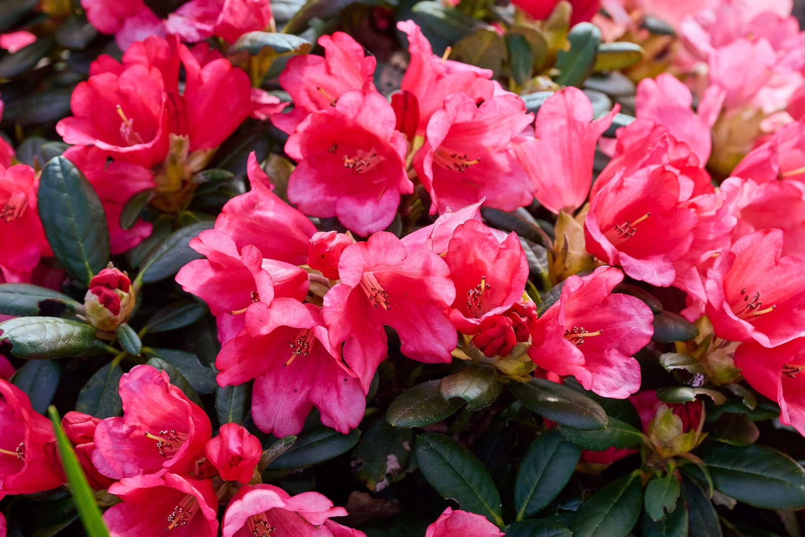 rhododendron zembla Nova Zembla Rhododendron | 2XL SHRUB | 30-36 in. wide, 24-30 in. tall | Ships in