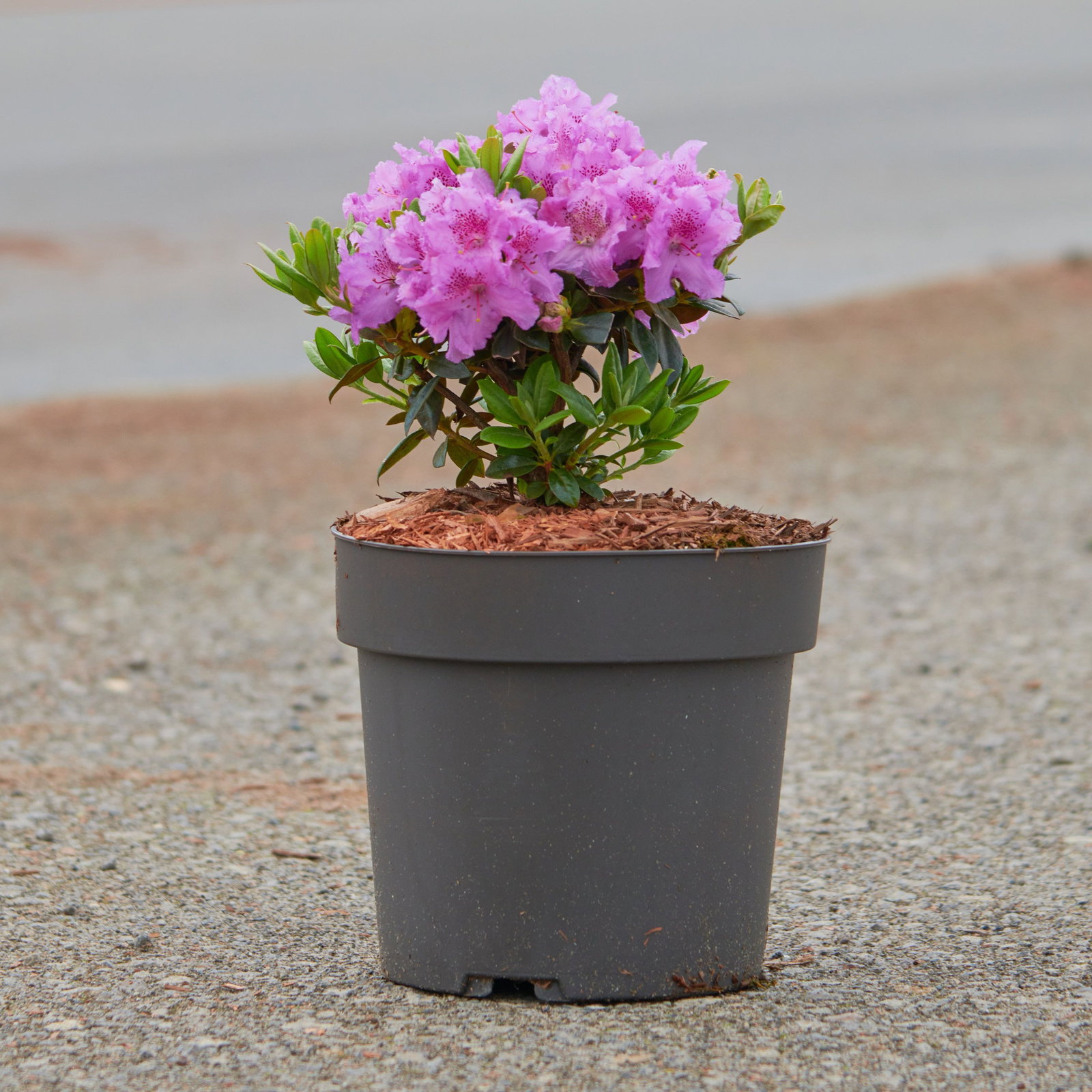 Rhododendron Lavendula - Rhododendron Lavendula gnstig kaufen