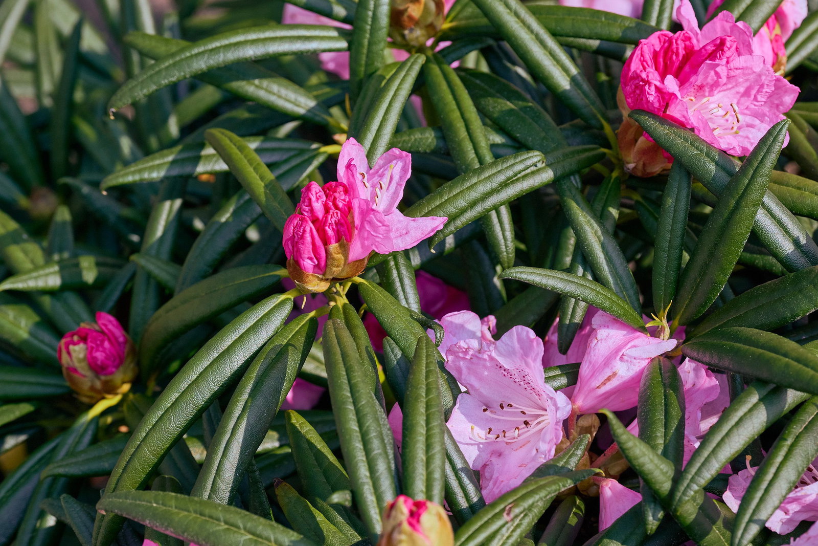 rhododendron black pearl Black Sport main image 0