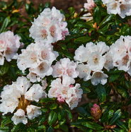 Rhododendron Webs Bee - Rhododendron proteoides Webs Bee gnstig kaufen