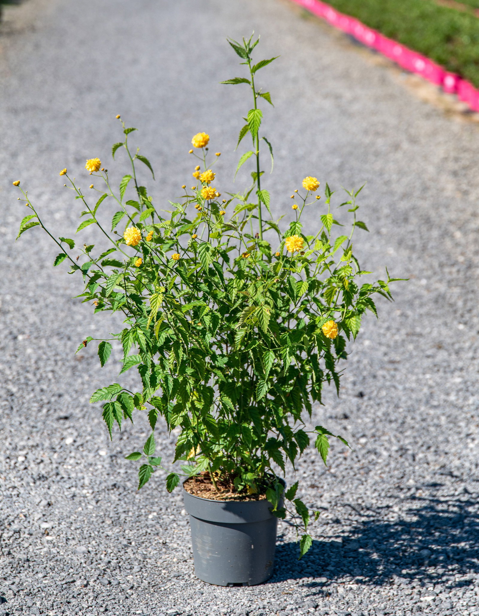 Kerria Japonica 'Pleniflora' 40-60 Cm
