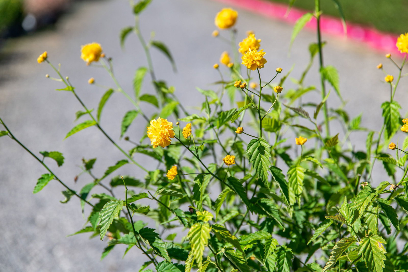 Gefllter Ranunkelstrauch, Kerria japonica Pleniflora - gnstig online  kaufen