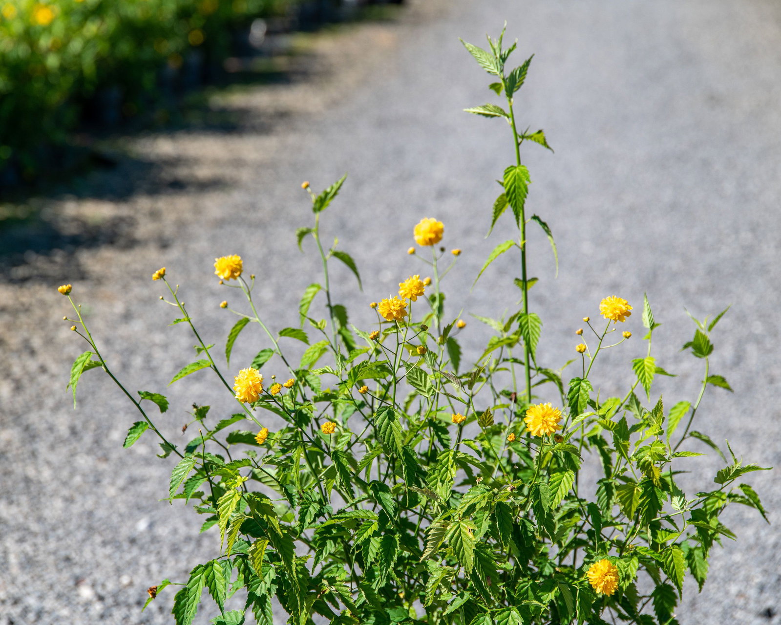 Gefllter Ranunkelstrauch, Kerria japonica Pleniflora - gnstig online  kaufen