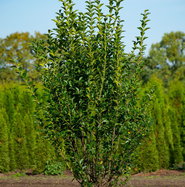 Ovalblttriger Liguster - Ligustrum ovalifolium Hecke online kaufen