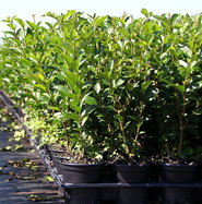 Ovalblttriger Liguster - Ligustrum ovalifolium Hecke online kaufen