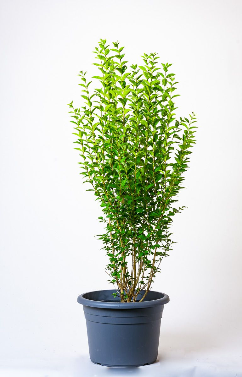 Ovalblättriger Liguster Ligustrum ovalifolium Hecke online kaufen