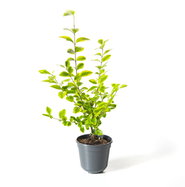 Goldliguster - Ligustrum ovalifolium Aureum gnstig kaufen