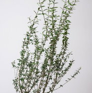 Gemeiner Liguster - Ligustrum vulgare gnstig kaufen
