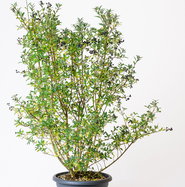 philodendron squamiferum ableger Philodendron squamiferum