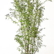 lavender cotton plant Green Lavender Cotton main image 0