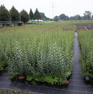 Gemeiner Liguster - Ligustrum vulgare gnstig kaufen